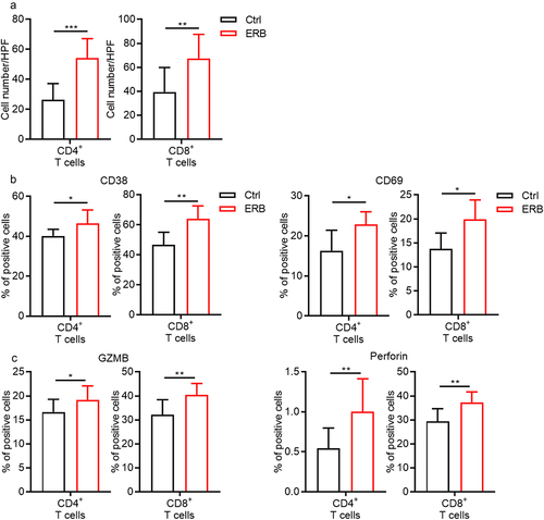 Figure 2. ERB enhances the activation of both CD4+ or CD8+ T cells in the tumor.