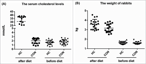 Figure 1. The serum cholesterol levels (A) and body weight (B) of the rabbits in the control and HC groups. n = 18. **p < 0.01, HC vs control.