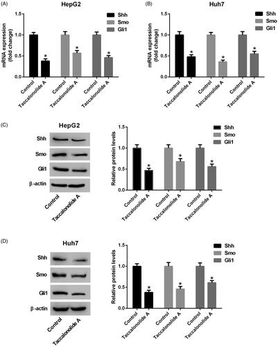 Figure 4. Taccalonolide A attenuated the activation of Shh pathway in HCC cells. HepG2 and Huh7 cells were treated with 11.9 and 16.8 μM taccalonolide A for 48 h, respectively. (A,B) The expression of Shh, Smo and Gli1 mRNA in treated HepG2 and Huh7 cells was determined by qRT-PCR. (C,D) Protein expression of Shh, Smo and Gli1 in treated HepG2 and Huh7 cells was detected by western blot assay. β-actin was used as a loading control. *p < .05 vs control group. All experiments were repeated three times. Significance was analyzed using Student’s t-test.