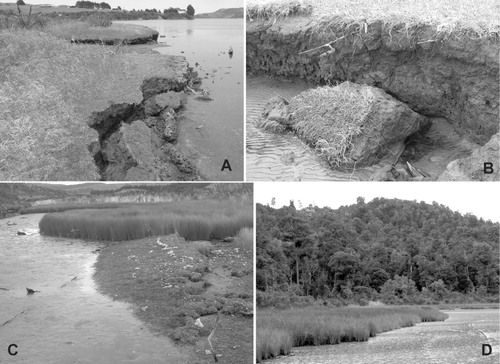 Figure 2 The salt marshes studied at (A–C) Waikawa Harbour and (D) Whanganui Inlet, New Zealand. A, View south along the eroding front of Jacks Bay, Waikawa Harbour salt marsh, showing undermined and collapsed blocks of organic-rich mud capped by salt meadow and backed by long grass. B, Bank and collapsed blocks of eroding salt marsh organic-rich mud at Waikawa Harbour. The buried electric fence stakes sticking out of the bank date the time of accumulation of the sediment 12 cm below the surface at 1985. Salt meadow vegetation of glasswort and remuremu. C, Northeast corner of Jacks Bay, Waikawa Harbour, showing mouth of small stream, area of banded rush (transect Nx) and tilted and collapsed block of high tidal salt meadow (foreground, lower transect N) that is inferred to have been undermined by stream erosion before collapsing to this lower level and then being surrounded by beach sand. D, Transect W1 location, north arm of Wairoa River estuary, Whanganui Inlet with intertidal sand passing into sea rush and extreme high tidal shrub zone of New Zealand flax and Plagianthus, all backed by forest.