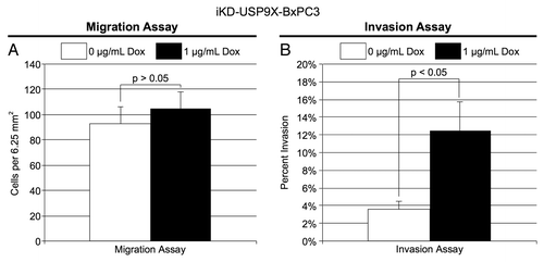 Figure 4. Migration and invasion by iKD-USP9X-BxPC3 cells following knockdown of USP9X. (A) A migration assay was performed as described in the Materials and Methods. iKD-USP9X-BxPC3 cells were grown in the absence or presence (1 µg/mL) of Dox for 48 h and then transferred onto uncoated porous membranes in serum-free medium. Cells were allowed to migrate through the membrane, toward serum-containing medium, for 24 h, before being fixed, stained and counted. The values presented are averages of cells in 14 random, 6.25 mm2 fields. Error bars represent standard error of the mean. The Student t test was used to evaluate statistical significance. This experiment was repeated two additional times with similar results. (B) Similarly, invasion assays were performed as described in the Materials and Methods. Membranes coated with Matrigel were used along with uncoated membranes. Stained cells were counted in 18 random, 6.25 mm2 fields. The bar graph depicts the percentage of invasion (average number of cells per field observed and standard error of the mean for the invasion membranes divided by the average number of cells per field observed on the uncoated membranes). Error bars represent conversion of standard error of the mean. The Student t test was used to test average counts per field for significant difference. This experiment was repeated two additional times, with similar results.