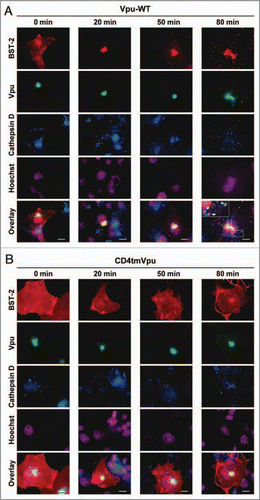 Figure 2 Antibody internalization assay (with preincubation at 37°C for 10 min). Same as in Figure 1, but the cells transfected with the WT (A) or mutant (B) Vpu expression plasmid were cultured in complete medium with anti-Myc mouse monoclonal antibodies at 37°C instead of 4°C for 10 min, and then fixed with 4% paraformaldehyde either immediately (0 min) or after an additional incubation (20, 50 or 80 min). Squares outline magnified regions where the colocalization of BST-2, Vpu, and a lysosome marker cathepsin D is indicated by arrows. Bars, 10 µm.