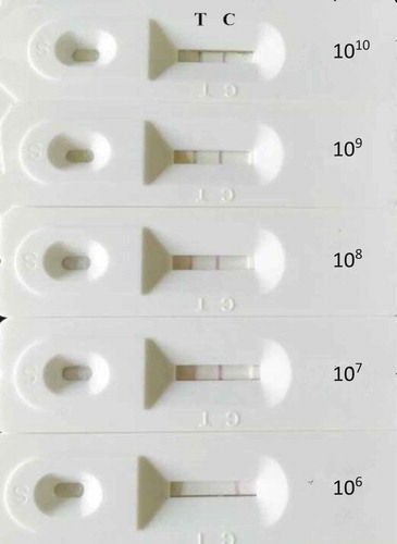 Figure 3. The phenomena of TAB quick test card with different concentrations of A. acidoterrestris.Figure 3. Fenómenos de la tarjeta del test rápido TAB con diferentes concentraciones de A. acidoterrestris.