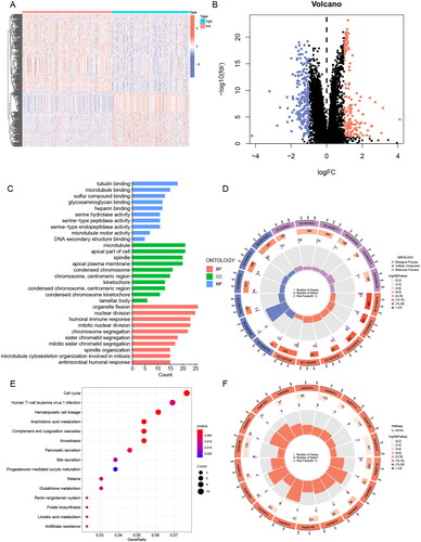Figure 7. GO and KEGG analysis of ERs-related lncRNA Signature. (A) A Heatmap of DEGs for high- and low-risk groups. (B) A volcano plot of DEGs for high- and low-risk groups. (C-D) Bar chart and circle diagram of the most highly significant enriched results of GO analysis by risk group. (E-F) Bubble plot and circle diagram of the most highly significant enriched results of KEGG analysis by risk group. BP, biological process; CC, cellular component; MF, molecular function.