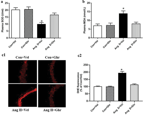 Figure 4. Ghrelin reduced oxidative stress in Ang II-induced hypertensive mice. Ang II-induced hypertensive mice received ghrelin (30 μg/kg/day) by intra-peritoneal injection for 4 weeks. Oxidative stress markers included SOD (a) and MDA (b) levels in plasma were measured by ELISA. (C1 and C2) Representative images and quantified DHE fluorescence in thoracic aortas. Data were expressed as the means ± S.E.M (n = 6/group). *P<.05 vs others, one-way ANOVA followed by Newman-keuls post hoc test.