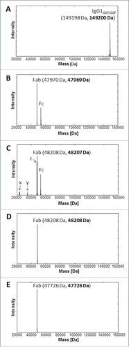 Figure 2. UHR-ESI-QTOF mass spectrometry of mAb1 and Fabs thereof. Deconvoluted mass spectra of (A) mAb1, (B) mAb1 digested with GingisKHAN™, (C) mAb1 digested with papain (1 h), (D) a purified Fab following an in-solution papain digest of mAb1, and (E) a recombinant Fab. Undigested and single-digested IgG could not be detected in the digests with (B) GingisKHAN™ and (C) papain. The indefinite fragments x, y, z (C) due to the lack of specificity of papain correspond to the masses; x:23422 Da and 23453 Da, y:34587 Da, and z:47607 Da. Expected average and determined (bold) masses of the IgG1 with 2x G0F Fc N-glycans and the Fabs are stated in parentheses.