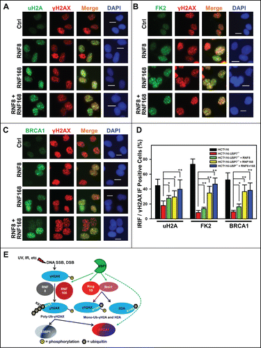 Figure 6. Adenovirus-mediated expression of RNF168 and RNF8 or168 partially rescues the formation of IRIF of uH2A, FK2 and BRCA1 in HCT116-USP7−/− cells. (A) HCT116-USP7−/− cells were infected with the indicated adenoviral vectors as in Figure 5. The infected cells were exposed to IR at 10 Gy. One hour after IR, sub-nuclear foci formations as IRIF of uH2A, γH2AX, FK2 and BRCA1 were visualized by immunofluorescence using specific antibodies. (A) IRIF of uH2A and γH2AX. (B) IRIF of FK2 and γH2AX. (C) IRIF of BRCA1 and γH2AX. (D) Bar graph illustrates quantitative data of IRIF of γH2AX, uH2A, FK2 and BRCA1. Mean ± SD of IRIF vs. γH2AX positive cell ratio was calculated from 4–6 microscopic fields of 3 independent experiments. Symbol * indicates P ≤ 0.05; Symbol ** indicates P ≤ 0.01. Calibration bar is 10 μm. (E) Graphic illustration of regulation of DDR by USP7. Upon DNA damage, phosphorylation of H2AX is triggered by DNA strand-breaks and accumulated at damage sites. γH2AX is subsequently ubiquitinated by the concerted action of RNF168 and RNF8. The ubiquitinated γH2AX in turn facilitates the accumulation of repair factor BRCA1 and 53BP1. USP7 (green hue) regulates polyubiquitination of γH2AX, mono-ubiquitination of γH2AX and H2A through modulating the stability of RNF168, Ring1B and Bmi1 E3 ligases (red hue). USP7 may also directly regulate stability of BRCA1.