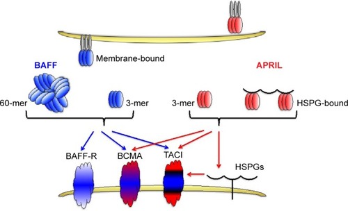 Figure 1 Interaction between BAFF and APRIL and their receptors.