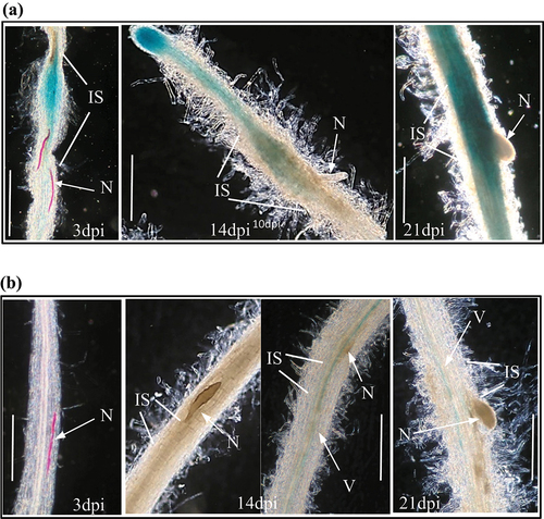 Figure 3. StRPK2 but not StCLV1 is responsive to nematode infection. Transgenic potato lines expressing StRPK2pro::GUS or StCLV1pro::GUS were generated and used to determine StRPK2 or StCLV1 expression during nematode infection. (a) Roots of transgenic potato lines expressing StRPK2pro::GUS were infected with the potato cyst nematode (Globodera rostochiensis), and GUS activity was observed at nematode infection sites associated with parasitic second-stage juveniles (J2) (at 3 days post-inoculation, dpi) (left), third-stage juveniles (at 14 dpi) (middle), and fourth-stage juveniles (at 21 dpi) (right). (b) Roots of transgenic potato lines expressing StCLV1pro::GUS were infected with the potato cyst nematode (Globodera rostochiensis), but no obvious GUS activity was detected at nematode infection sites associated with parasitic J2 (at 3 dpi) (left), parasitic J3 (at 14 dpi) (middle), and parasitic J4 (at 21 dpi) (right). N, nematode; IS, infection site; V, vasculature. Bar = 1 mm.