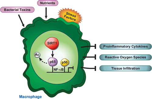 Figure 4. SIRT1 inhibits inflammatory signaling by deacetylating the p65 subunit of the NF-κB transcription factor. Loss of SIRT1 in the macrophage leads to increased production and release of pro-inflammatory cytokines, reactive oxygen species, and macrophage infiltration into resident tissue. These factors contribute to a state of chronic inflammation, which is thought to exacerbate visceral obesity (Citation115).
