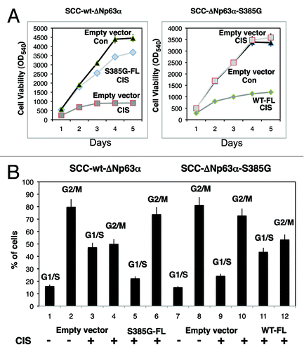 Figure 7. Opposite effect of p-ΔNp63α and ΔNp63α-S385G on cell viability and cell cycle arrest of SCC cells upon cisplatin exposure. Wt-ΔNp63α cells (left panels) were transfected with an empty vector (triangles and squares) and ΔNp63α-S385G-FL cassette (S385G-FL, diamonds), while ΔNp63α-S385G cells (right panels) were transfected with an empty vector (triangles and squares) and ΔNp63α-FL cassette (WT-FL, diamonds). Cells were exposed to control medium (triangles) or 10μg/ml cisplatin (squares and diamonds) for indicated time periods. (A) Cell viability assay. Cell viability was assessed at 24, 48, 72, 96 and 120 h by MTT assay. Absorbance readings were taken using a SpectraMax M2e Microplate fluorescence reader (Molecular Devices) at 570- and 650- nm wavelengths. Experiments were performed in triplicate with SD as indicated (< 0.05). (B) Flow cytometry assay.