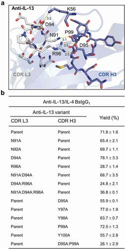 Figure 6. Structure-guided mutational analysis of CDR L3 and H3 contact residues for an anti-IL-13 antibody. (a) X-ray structure of the anti-IL-13 Fab (PDB 4I77)Citation27 highlighting CDR L3 and H3 contact residues. (b) Alanine-scanning mutagenesis of CDR L3 and H3 of anti-IL-13 to identify residues contributing to high bispecific yield of anti-IL-13/IL-4 BsIgG1. Data shown represent mean ± SD for two independent experiments using optimized LC DNA ratios. See Table 1 for additional experimental details.