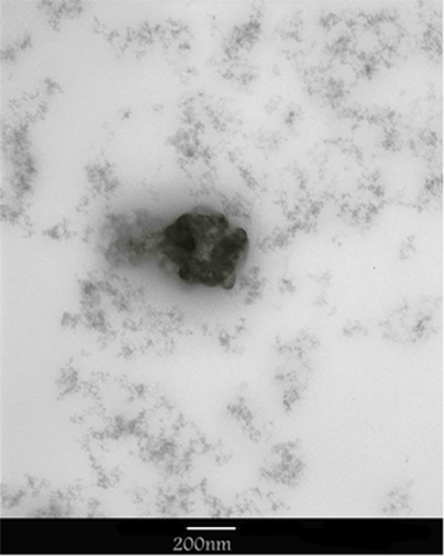 Figure 4 Transmission electron microscopy images of MWNT-g-PCA-PTX conjugates.Abbreviations: MWNT, multiwalled carbon nanotube; PCA, poly citric acid; PTX, paclitaxel.