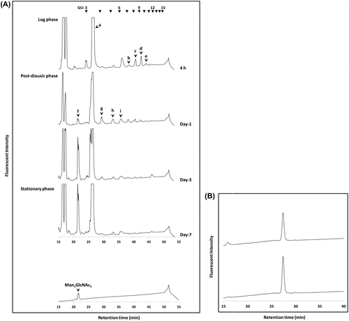 Fig. 2. Identification and characterization of Man1GlcNAc2-PA.