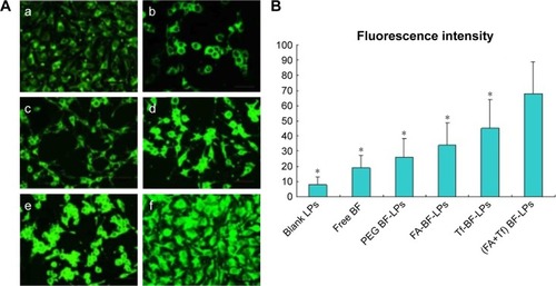 Figure 4 (A) Confocal images of cellular uptake of blank LPs (a), free BF (b), PEG BF-LPs (c), FA-BF-LPs (d), Tf-BF-LPs (e), and (FA+Tf) BF-LPs (f) by a 549 cells. Incubation time was 2 hours. (B) Mean fluorescence intensities for blank LPs, free BF, PEG BF-LPs, FA-BF-LPs, Tf-BF-LPs, and (FA+Tf) BF-LPs in quantitative cell uptake studies. *P<0.05 vs (FA+Tf) BF-LPs.Abbreviations: FA, folic acid; Tf, transferrin; BF, bufalin; LP, liposome.