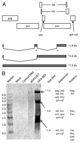 Figure 2. northern blot analyses of GEO-D03-expressed mRNAS. (A) Schematic showing reading frames for proteins expressed by GEO-D03 DNA (open rectangles) and size classes of spliced mRNAs (filled rectangles). The asterisks indicate multiple, closely spaced spliced sites. (B) Northern blot probed for GM-CSF sequences. The sequences in each size class of mRNA and the proteins expressed by each size class are shown to the right of the blot. GEO-D03 DNA and pGA2/JS7 were transfected into HEK293T cells in six-well plates at 1 µg DNA per well using the LipofectAmine 2000 transfection reagent (Life Technologies). After a two-day incubation, cells were trypsinized, and RNA was purified from the cells with the RNAqueous kit (Life Technologies) according to the kit protocol. Electrophoresis and transfer were performed using the NorthernMax kit (Life Technologies) according to the kit protocol. The biotinylated Gag probe was hybridized to the membrane and the blot processed according to standard procedures and scanned on an Odyssey infrared scanner (Li-Cor). Once scanned, the blot was stripped with 0.5% SDS and re-probed with the GM-CSF probe.