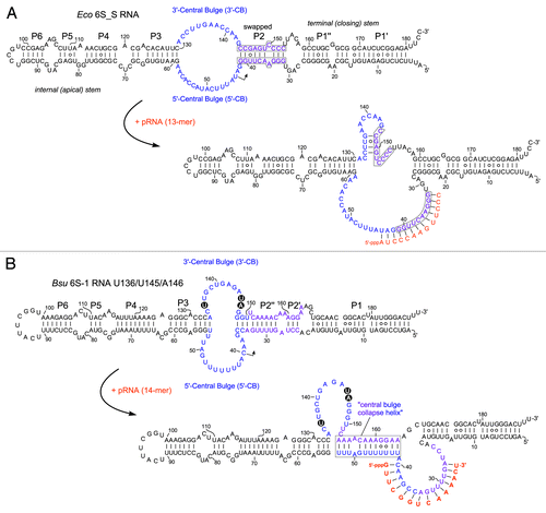 Figure 3. Structure of (A) the E. coli 6S_S mutant RNACitation21 and (B) the B. subtilis U136/U145/A146 mutant 6S-1 RNA,Citation50 including their putative pRNA-induced, rearranged structures. For comparison with the corresponding wild type 6S RNA structures, see Figure 1A and B. (A) In 6S_S RNA, the strands of helix P2 were swapped to preserve base pairing (marked by gray boxes); this structural change abolished the capacity to form an extended stable hairpin in the 3′-CB (RNAfold prediction). (B) Model of the B. subtilis mutant 6S-1 RNA structure before and after the pRNA-induced structural rearrangement (according to ref. Citation54). The three base exchanges are highlighted.