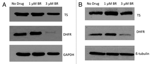 Figure 5. The effect of BR treatment on DHFR levels. CCRF-CEM/S cells were pelleted in RPMI media with BR (1 or 10 μM ) for 24 h (A) or 48 h (B). Following treatment cells were lysed and protein levels analysed by western blotting.