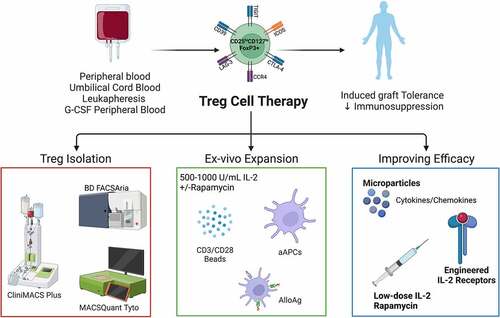 Figure 1. Overview of clinical manufacturing of regulatory T cell (Treg) products. Tregs can be isolated from peripheral blood, umbilical cord blood, leukapheresis, or G-CSF mobilized peripheral blood by magnetic cell separation and/or flow cytometric sorting using GMP grade closed systems. Isolated Tregs are then ex vivo expanded using anti-CD3/CD28 magnetic expander beads or artificial antigen-presenting cells (K562 64/86 aAPCs) in the presence of interleukin (IL)-2 with or without rapamycin. AlloAg-specific Tregs can be generated by culturing recipient Tregs with donor AlloAg-expressing APCs. Current in vivo and ex vivo strategies are being used to improve Treg ACT persistence and migration. Figure created with BioRender.com.