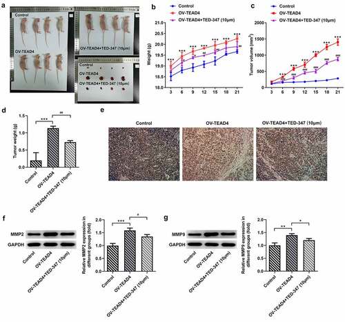 Figure 4. The subcutaneous injection of KYSE-30 cells with TEAD4 overexpression or in combination with TED-37 treatment affects tumor growth. After induction of 21 days, the photos of mice in different groups (a). The weight (b), tumor volume (c), and tumor weight (d) were detected. The immunohistochemical staining of Ki67 (e) and the expression levels of MMP2 and MMP9 through Western blot (f–g). The experimental data was shown as mean±SD. Asterisks or hashes indicate that difference between two groups is statistically significant. **p < 0.01, ***p < 0.001 versus control, #p < 0.05, ##p < 0.01 versus OV-TEAD4
