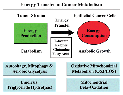 Figure 1 Energy transfer in cancer metabolism. The tumor stroma generates catabolites that are transferred to cancer cells for anabolic growth. The stroma has high levels of autophagy, mitophagy, glycolysis and lipolysis, while epithelial cancer cells have high mitochondrial mass and activity (oxidative phosphorylation and β oxidation). Reproduced and modified with permission from reference Citation14.