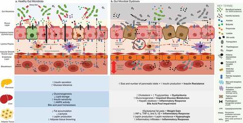 Figure 1. General overview of gut microbiota and its relationship with human metabolism according to recent findings retrieved from conventional techniques and “omic” technologies: A. The predominance of a hypoxic environment due to the presence of strict anaerobic bacteria and SCFA producers has been related with a healthy condition, promoting immune homeostasis, preserving the integrity of the intestinal barrier, and potentially being involved in the well-functioning of key organs and tissues that are relevant in the onset of MetS. B. Loss of the hypoxic environment due to an increased presence of facultative anaerobic bacterial communities and PAMP producers has been related to gut dysbiosis, increased intestinal permeability, and the triggering of proinflammatory activity, potentially causing a negative impact in the functionality of key organs and tissues that are involved in the development of MetS