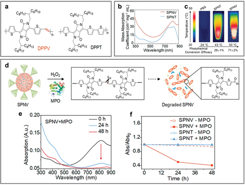 Figure 6. Enhanced photothermal conversion based on vinylene bond combination (DPPV). (a) Chemical structures of SPNV and SPNT. (b) Mass absorption coefficients of SPNV and SPNT. (c) Photothermal images of SPNV, SPNT, and PBS. (d) in vitro biodegradability study of SPNs: schematic of degradation of SPNV with MPO and H2O2 presence. (e) Degradable absorption spectra of SPNV with H2O2 and MPO present. (f) Decreased absorption (Abs/Abs0) of SPNV and SPNT with MPO and H2O2 present in each incubation time period. Reprinted with permission from [Citation53].