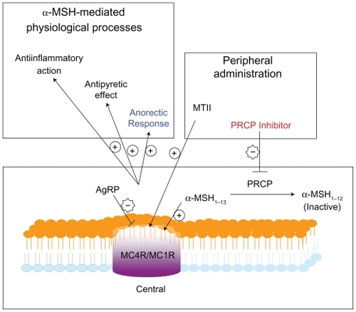 Figure 4 PRCP inhibitors provoke accumulation of α-MSH1–13 peptide leading to reduced body weight, inflammation, and pain.