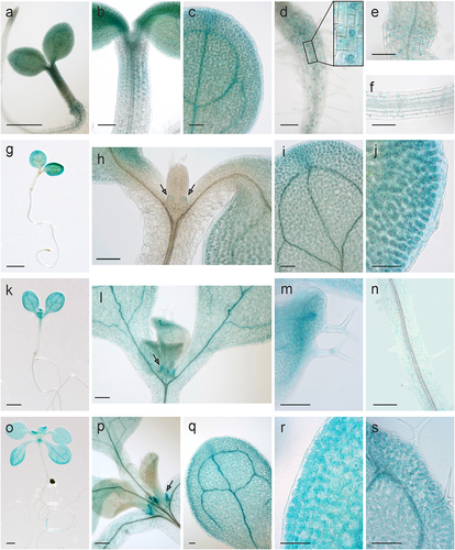 Figure 3. Expression patterns of AtHSP90–2-GUS during seedling development. Histochemical detection of GUS activity in 3-day-old (a – f), 5-day-old (g – j), 8-day-old ((k – n) and 12-day-old seedlings (o – s): (a, g, k, o) general view of seedlings, (b, h, l, p) shoot apex with developing stipules (pointed by arrows), (c, i, j, q, r) cotyledons, (m, s) the first leaf with trichomes, (d, e) root near its junction with the hypocotyl, (f, n) root. Scale bars, 1 mm (a, g, k, o), 0.1 mm (b-f, h-j, l-n, p-s).
