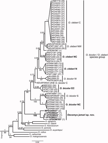 Figure 9. Bayesian Inference topology (BI) based on the mitochondrial Cytochrome b gene and nuclear intron 7 β-fibrinogen concatenated of species of the genus Oecomys. Numbers above the branches indicate Bayesian posterior probabilities numbers and below the branches indicate maximum likelihood bootstrap values, above 50%. Bold numbers indicate the samples of Oecomys jamari sp. nov. Asterisks represent samples analysed molecularly and morphologically. We follow the lineage names proposed by Suárez-Villota et al. (Citation2018), and new lineages named in this study are indicated in bold (C = central; E = eastern; EC = east-central; N = northern; NC = north-central; NW = northwestern; S = southern; W = western; WM = westernmost). Sample data are provided in Supplemental Table S1.