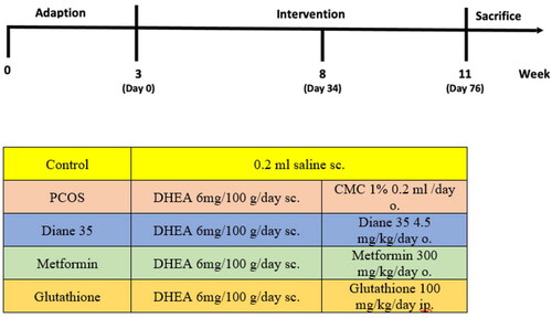 Figure 1. Interventions in study groups.PCOS; Polycystic Ovary Syndrome, DHEA; Dehidroepiandrosteron, sc; subcutaneous, o; orally, ip; intraperitoneal