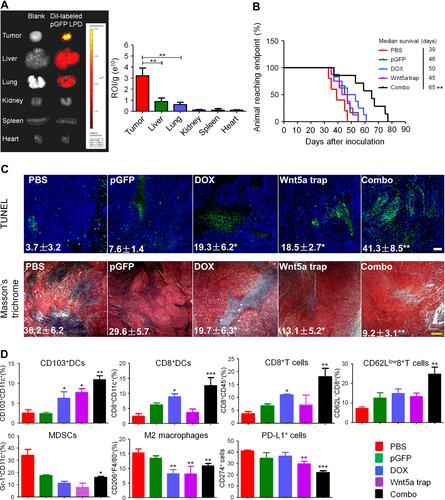 Figure 1 Wnt5A trap delivered to tumors by LPD NPs enhanced immunotherapy. (A) In vivo distribution of DiI-loaded LPD NPs, pGFP: control plasmid trap. (B) Survival of BPD6 tumor-bearing mice receiving different treatments. (C) TUNEL and Masson’s trichrome staining of tumor sections from BPD6 tumor-bearing mice in different treatment groups, scale bar: 300 µm. (D) Flow cytometry analysis of immune cells in tumor tissues. *P < 0.05, **P < 0.01, ***P < 0.001. Reproduced from Liu Q, Zhu HD, Tiruthani K, et al. Nanoparticle-mediated trapping of Wnt family member 5A in tumor microenvironments enhances immunotherapy for B-Raf proto-oncogene mutant melanoma. ACS Nano. 2018;12(2):1250-1261.31 Copyright 2018, American Chemical Society.