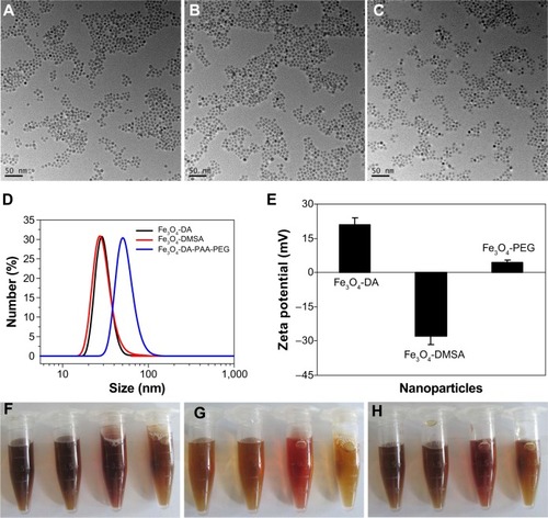 Figure 1 Characterization of various surface modifications of superparamagnetic nanoparticles.Notes: TEM images of (A) Fe3O4-DA, (B) Fe3O4-DMSA, and (C) Fe3O4-PEG. (D) DLS size of Fe3O4-DA, Fe3O4-DMSA, and Fe3O4-PEG in water solution; (E) Zeta potential of the Fe3O4-DA, Fe3O4-DMSA, and Fe3O4-PEG in water solution. Photos of (F) Fe3O4-DA, (G) Fe3O4-DMSA, and (H) Fe3O4-PEG in various solutions: water, phosphate buffered saline (PBS), RMPI-1640 cell medium, and fetal bovine serum (FBS) from left to right.Abbreviations: DA, dopamine; DMSA, dimercaptosuccinic acid; DLS, dynamic light scattering; Fe3O4, ferroferric oxide; PEG, polyethylene glycol; TEM, transmission electronic microscopy.