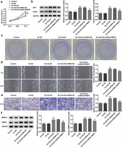 Figure 4. CUL4A regulates PRMT5 to impact NPC cell malignant phenotypes (a) Cell proliferation level was determined with the CCK-8 assay. (b) The expression level of Ki67 and PCNA was determined using western blotting. (c) Colony-forming efficiency was assessed by colony formation assay. (d) Cell migration was determined using a wound healing assay. (e) Cell invasion was determined using Transwell assay. (f) The expression levels of MMP12 and MMP9 were determined using western blotting. ***P < 0.001 vs. Ov-NC; #P < 0.05, ##P < 0.01, ###P < 0.001 vs. Ov-CUL4A + shRNA-NC.