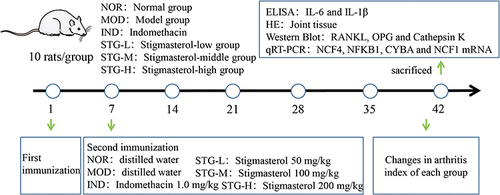 Figure 2 Flow chart of animal experiments.