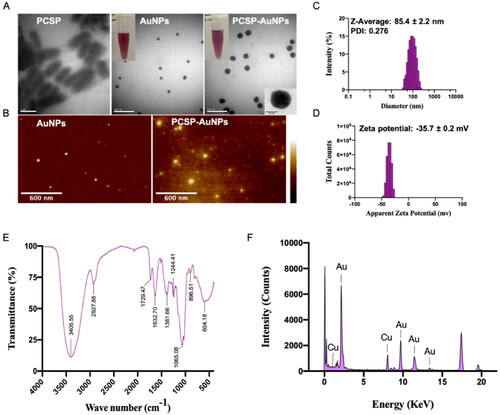 Figure 3. Characterization of PCSP-AuNPs. (A) TEM images of PCSP, AuNPs, and PCSP-AuNPs. (B) AFM analysis of AuNPs and PCSP-AuNPs. (C, D) Dynamic light scattering (DLS) analysis. (E) Fourier-transform infrared (FTIR) spectroscopic analysis. (F) Energy Dispersive X-ray analysis (EDAX).