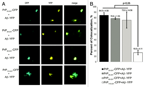 Figure 4. Interaction between Aβ and PrP in yeast cells. (A) Analysis of colocalization of PrP23–231-CFP, PrP28–231-CFP, PrP90–231-CFP or PrP110–231-CFP aggregates with Aβ-YFP. Efficient colocalization of PrP23–231-CFP, PrP28–231-CFP and PrP90–231-CFP aggregates with Aβ-YFP was observed. (B) The diagram reflecting the frequencies of colocalization of Aβ-YFP with the PrP23–231-CFP, PrP28–231-CFP, PrP90–231-CFP and PrP110–231-CFP aggregates. The frequencies of colocalization with error bars are indicated.