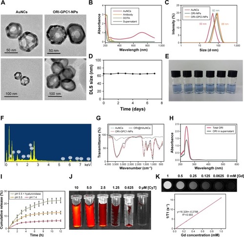 Figure 2 Characterization of nanoparticles.Notes: (A) TEM images of AuNCs and ORI-GPC1-NPs. (B) The UV absorbance curve of AuNCs, anti-GPC1antibody, DOTA, and supernatant. (C) Hydrodynamic size of ORI-NPs and ORI-GPC1-NPs. (D) DLS size distribution in different time of ORI-GPC1-NPs. (E) Photograph of ORI-GPC1-NPs at different pHs. (F) EDS spectrum. (G) FTIR spectra of AuNCs, ORI@HAuNCs, and GPC1-ORI-NPs. (H) ORI loading. (I) Release profile of ORI from ORI-GPC1-NPs in 10% FBS containing media. (J) Fluorescence imaging of ORI-GPC1-NPs in vitro. (K) T1-weighted MR imaging of ORI-GPC1-NPs in vitro.Abbreviations: AuNCs, gold nanocages; DLS, dynamic light scattering; EDS, energy disperse spectroscopy; FBS, fetal bovine serum; FTIR, Fourier transform infrared; Gd, gadolinium; MR, magnetic resonance; ORI, oridonin; ORI-NPs, Gd-ORI@HAuNCs-Cy7 nanoparticles; ORI-GPC1-NPs, GPC1-Gd-ORI@HAuNCs-Cy7 nanoparticles; TEM, transmission electron microscope; UV, ultraviolet.