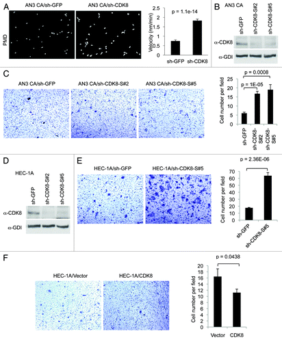 Figure 5. Effects of CDK8 on cell migration and invasion in endometrial cancers with high levels of CDK8. (A) PMD analysis was conducted in endometrial cancer AN3 CA cells following treatment with shRNA targeting CDK8 and control. The velocity was determined for individual cells as indicated (right). Data was presented as mean ± SEM of n > 20 separate event. (B) Western blot was performed to determine the knockdown efficiency of shRNA targeting CDK8 in AN3 CA cells. (C) AN3 CA cells with knockdown of CDK8 by shRNA were analyzed for cell migration by transwell assay. (D) western blot was performed to determine the knockdown efficiency of shRNA targeting CDK8 in HEC-1A cells. (E) HEC-1A cells with knockdown of CDK8 by shRNA were analyzed for cell migration by transwell assay. (F) Transwell migration arrays were conducted of HEC-1A cells transduced with retroviral vector encoding CDK8. Transwell data was presented as mean ± SEM of n > 9 random microscopic field.