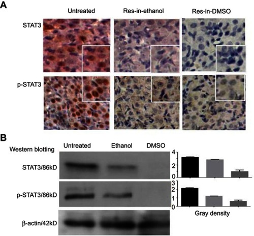 Figure 6 Resveratrol suppresses STAT3 activation in orthotopic ovarian cancer tissues. STAT3 transcription and nuclear translocation in ovarian cancer tissues were elucidated by immunohistochemical staining (A) and Western blotting. (B) Tumor samples were collected from untreated rats (Untreated) and rats treated with resveratrol in 10% ethanol (Res-in-ethanol) or 0.2% DMSO (Res-in-DMSO). Insets, ×40 magnification.Abbreviation: Res, resveratrol.