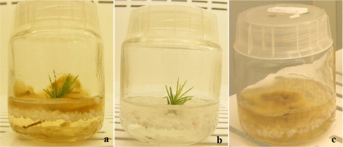 Figure 2. Co-culture of Pinus pinea plantlets with Pisolithus arhizus mycelium in a double-phase medium (a), negative controls: pine plantlet without fungus (b), and fungal mycelium alone (c).