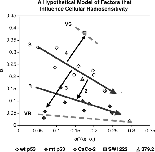 Figure 5.  A hypothetical model proposing that radiosensitivity groups can be considered as modifications of the S cell group. Factor 1 represents modification between different cell lines within the S group. Factor 2 represents the modification of S radiosensitivity to R radiosensitivity. Factor 3 represents the modification of S cells to VR radiosensitivity and factor 4 represents the sensitization caused by mutation of the ATM gene.