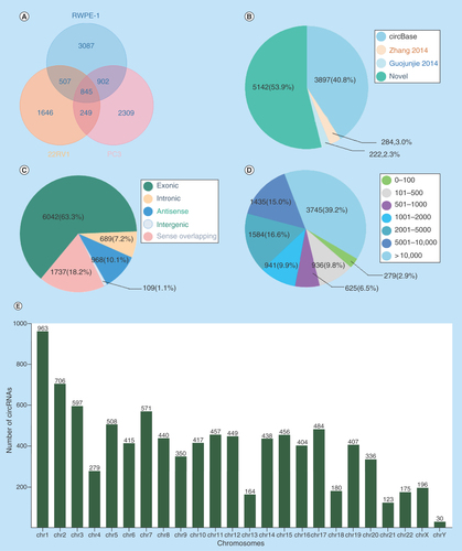 Figure 1.  Circular RNAs expression profiles in prostate cancer cell lines.(A) The number of circRNAs identified in RWPE-1, 22RV1, PC3 cell lines. (B) The distribution of circRNAs from different database resources. (C) The distribution of circRNAs from different classifications based on the genomic origin. (D) The distribution of circRNAs in different lengths. (E) The distribution of circRNAs in different chromosomes.circRNA: Circular RNA.