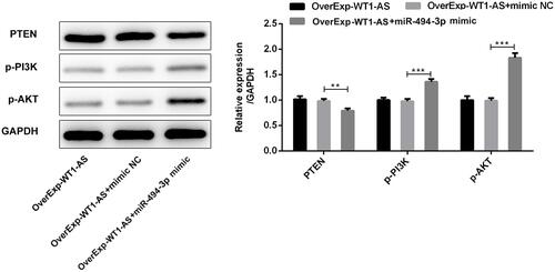 Figure 11 The suppressing effects of WT1-AS promotion on PI3K/AKT pathway was reversed by overexpressed miR-494-3p via targeting PTEN. Representative bands and quantitative analysis of PTEN/PI3K/AKT by performing Western blotting analysis. **p<0.01, ***p<0.001.