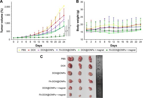 Figure 6 Antitumor efficacy of targeting-active and external magnetic nanoparticles in vivo. (A) Tumor growth curve of PBS, DOX, DOX@IONPs, FA-DOX@IONPs, DOX@IONPs plus magnetic treatment, and FA-DOX@IONPs plus magnetic treatment. *p<0.05 is considered to be a statistically significant difference (n=3). (B) The body weight changes with the treatments for 24 days. (C) Tumor size on the 24th day after treatment of PBS, DOX, DOX@IONPs, FA-DOX@IONPs, and DOX@IONPs plus magnetic treatment.Abbreviations: DOX, doxorubicin; FA, folic acid; IONP, iron oxide nanoparticle.
