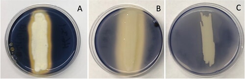 Figure 2. Photographs of SA plates inoculated with fungal and bacterial isolates to assess their ability to degrade starch. The blue-black color of the medium indicates starch stained with iodine. Absence of blue-black staining in the medium adjacent to microbial growth indicates starch degradation. Fungus isolate H6.3.1 (A) and bacterium isolate H10.1 (B) produced clearing zones adjacent to the microbial growth. The agar medium was stained uniformly blue-black on the negative control plate with isolate H2.1 (C) indicating no starch degradation.