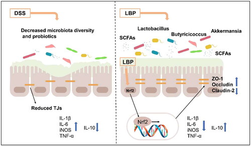 Figure 8. The schematic diagram of LBP relieving colitis. Schematic diagram showing that the LBP modulates gut microbiota and restores intestinal barrier function to alleviate DSS-induced colitis.