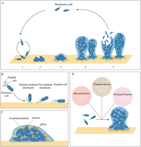 Figure 1. Schematic of the biofilm formation process and related factors. A five-step biofilm model. Stage 1: reversible attachment. Stage 2: irreversible attachment. Stage 3: maturation-1. Stage 4: maturation-2. Stage 5: dispersion. B roles of surface appendages during initial attachment. C composition of EPS components. D environmental factors during biofilm formation.