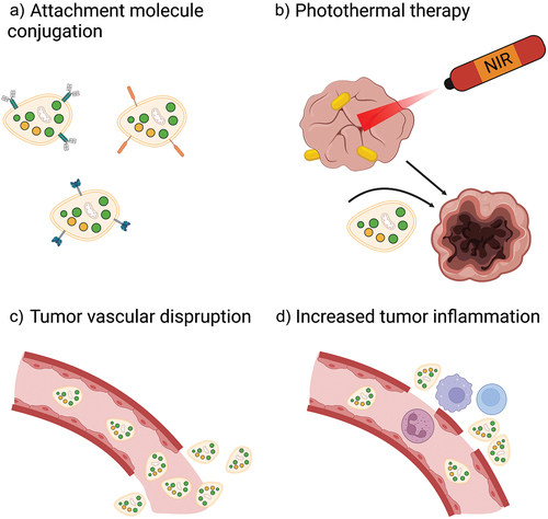 Figure 4. Strategies to optimize platelet-based drug-delivery systems. In order to enhance therapeutic efficacy, drug-loaded platelets, drug-bound platelets, or platelet hybrid vesicles can be conjugated with attachment molecules to increase retention in tumors a). Platelet infiltration of tumors may also be increased through combination with PTT b), tumor vascular-disrupting agents c), and tumor-inflammation increasing agents d). NIR, near infrared.