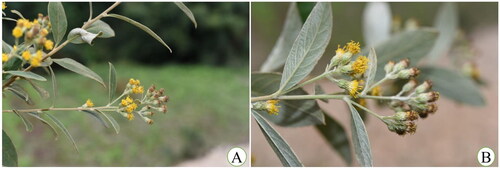 Figure 1. Photographs of (A) flowering branches and (B) capitulum of Duhaldea cappa. Duhaldea cappa is a shrub, 70–200 cm tall; stems lanate-tomentose, branched; leaf blade elliptic, lanceolate, or narrowly oblong; capitula radiate or disciform, in dense corymbs. Photos were taken by Dr. Zhixi Fu in Chuxiong city, Yunnan province, China (101°29′41.28″E, 25°1′33.59″N), August 2020 without any copyright issues.